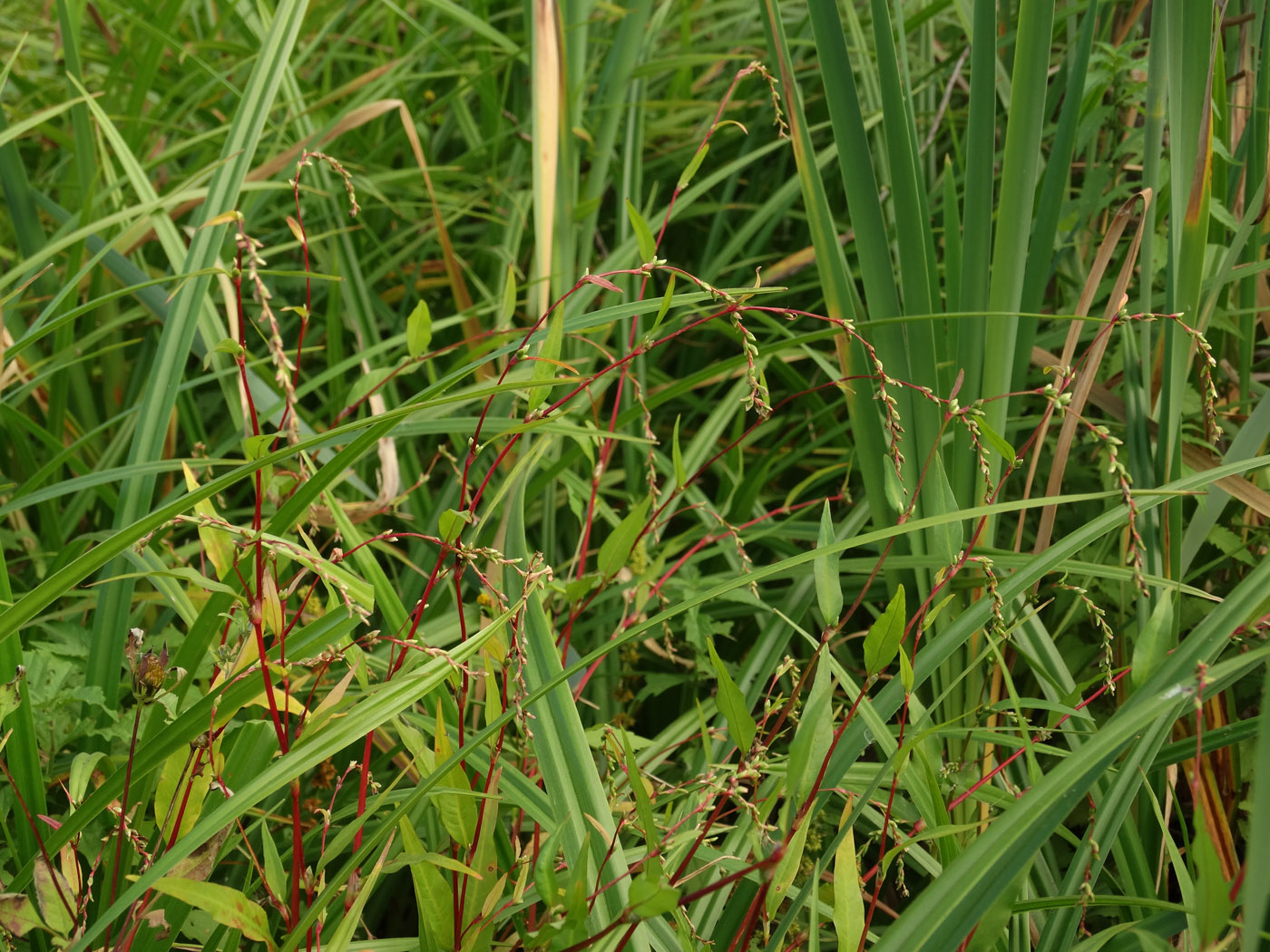 Image of Persicaria hydropiper specimen.