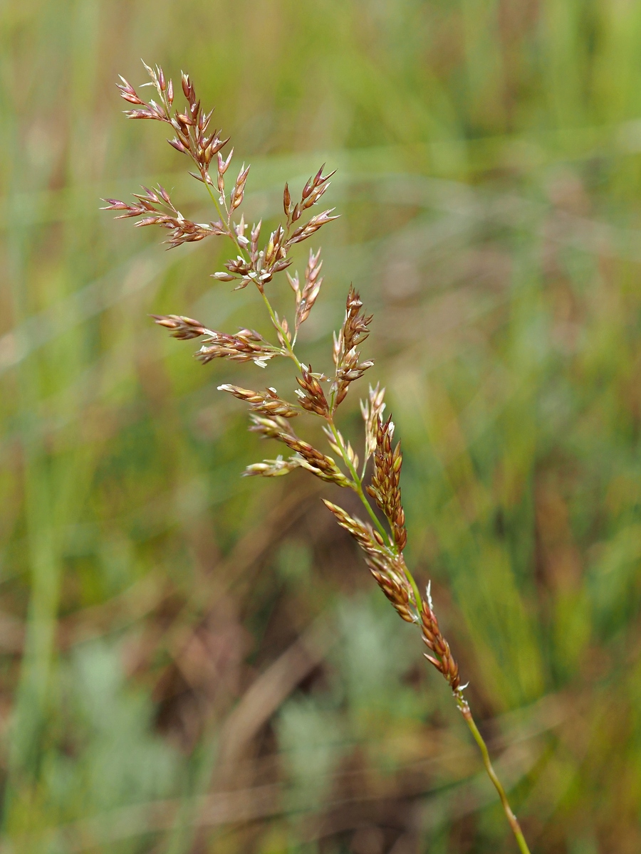 Изображение особи род Agrostis.