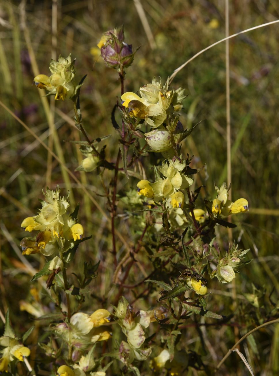 Image of genus Rhinanthus specimen.