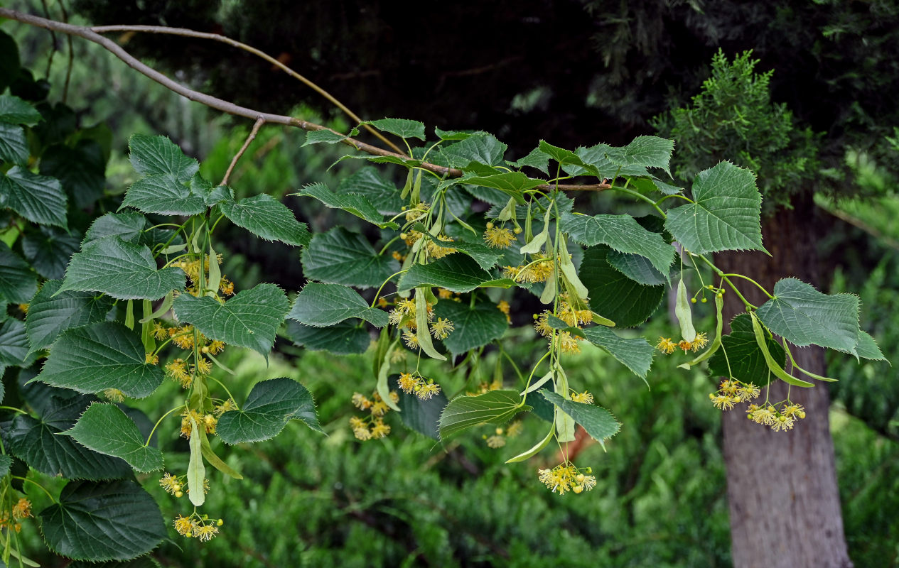 Image of genus Tilia specimen.