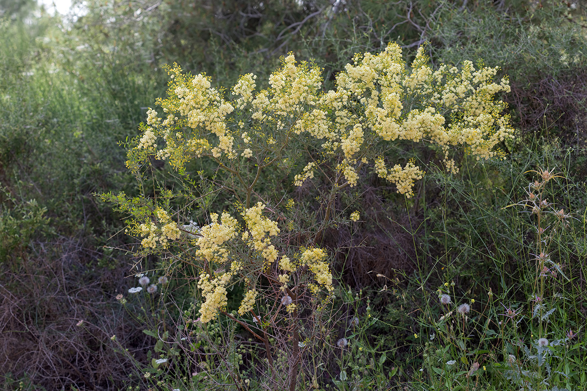 Изображение особи Acacia victoriae.