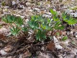 Lupinus polyphyllus. Вегетирующее растение. Беларусь, Минская обл., Мядельский р-н, национальный парк \"Нарочанский\", окр. детского санатория \"Боровое\", сосново-еловый зелёномошный бор с примесью Betula pendula и Populus tremula, у лесной дороги. 13.04.2024.