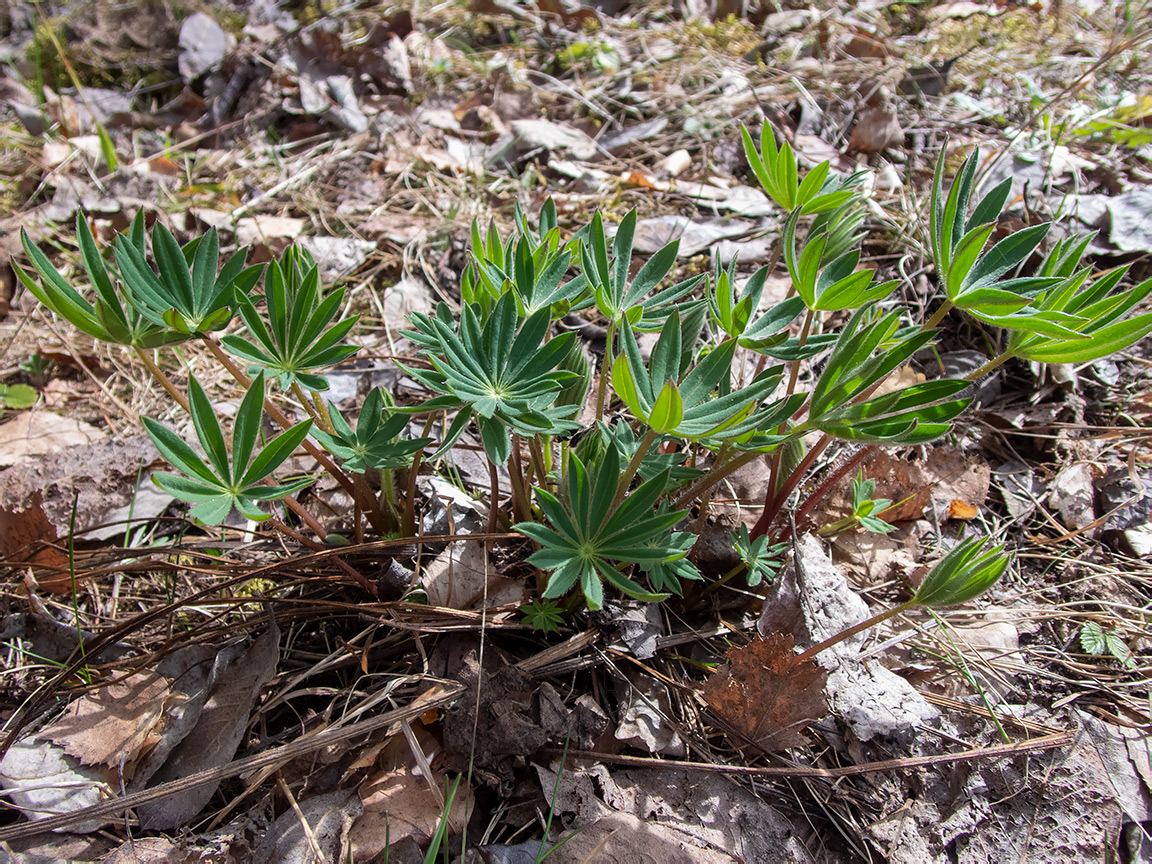 Изображение особи Lupinus polyphyllus.