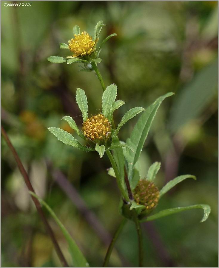 Image of Bidens frondosa specimen.
