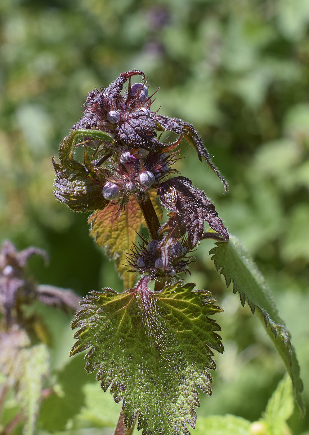 Image of Lamium maculatum specimen.