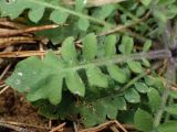 Arabidopsis arenosa