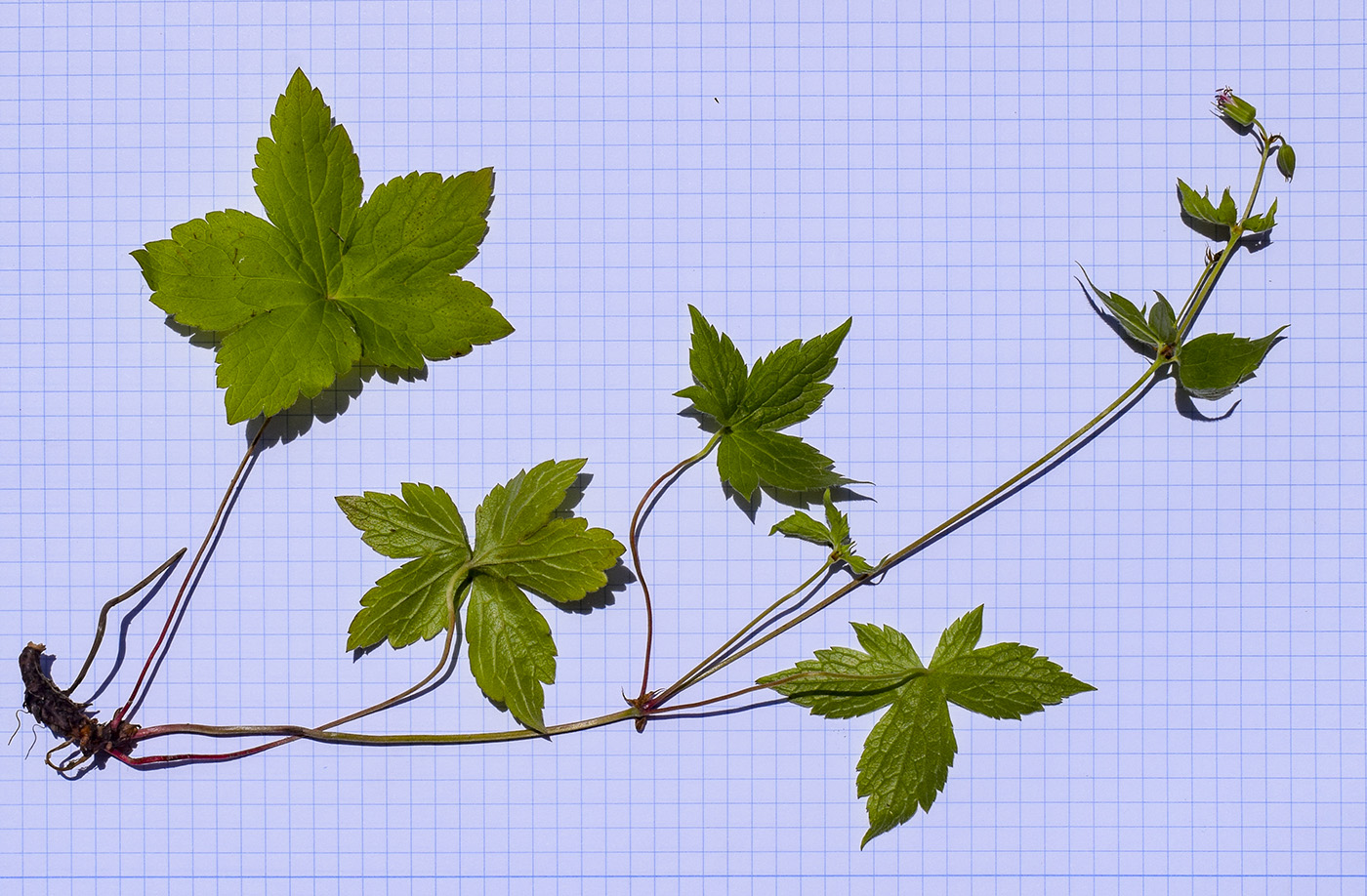 Image of Geranium nodosum specimen.