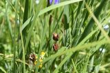 Iris sibirica