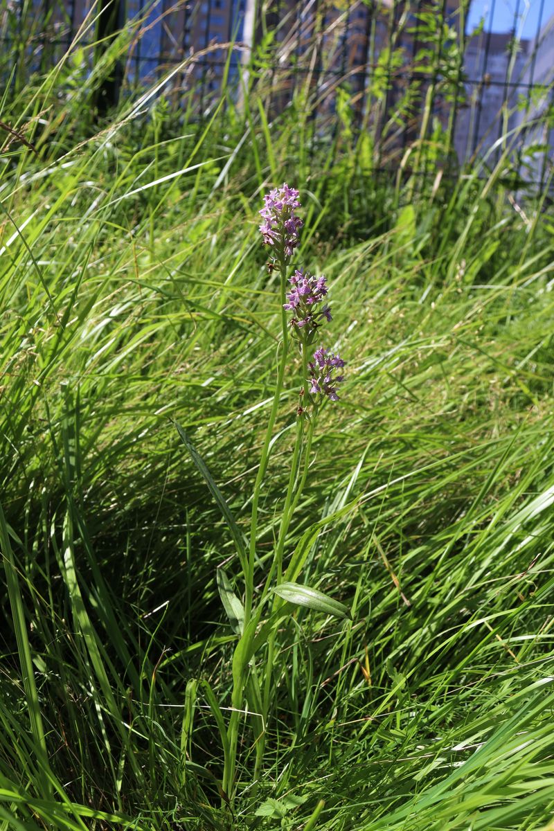 Image of Dactylorhiza baltica specimen.