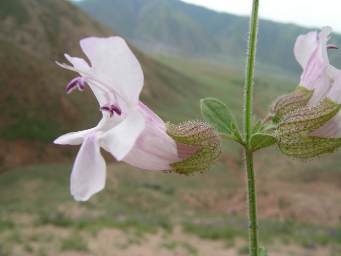 Изображение особи Salvia vvedenskyi.