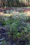 Senecio sylvaticus