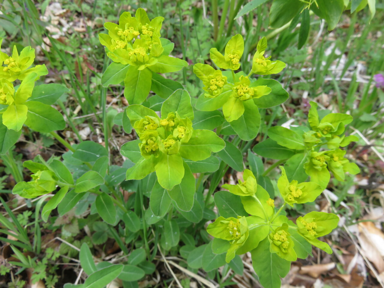 Изображение особи Euphorbia epithymoides.