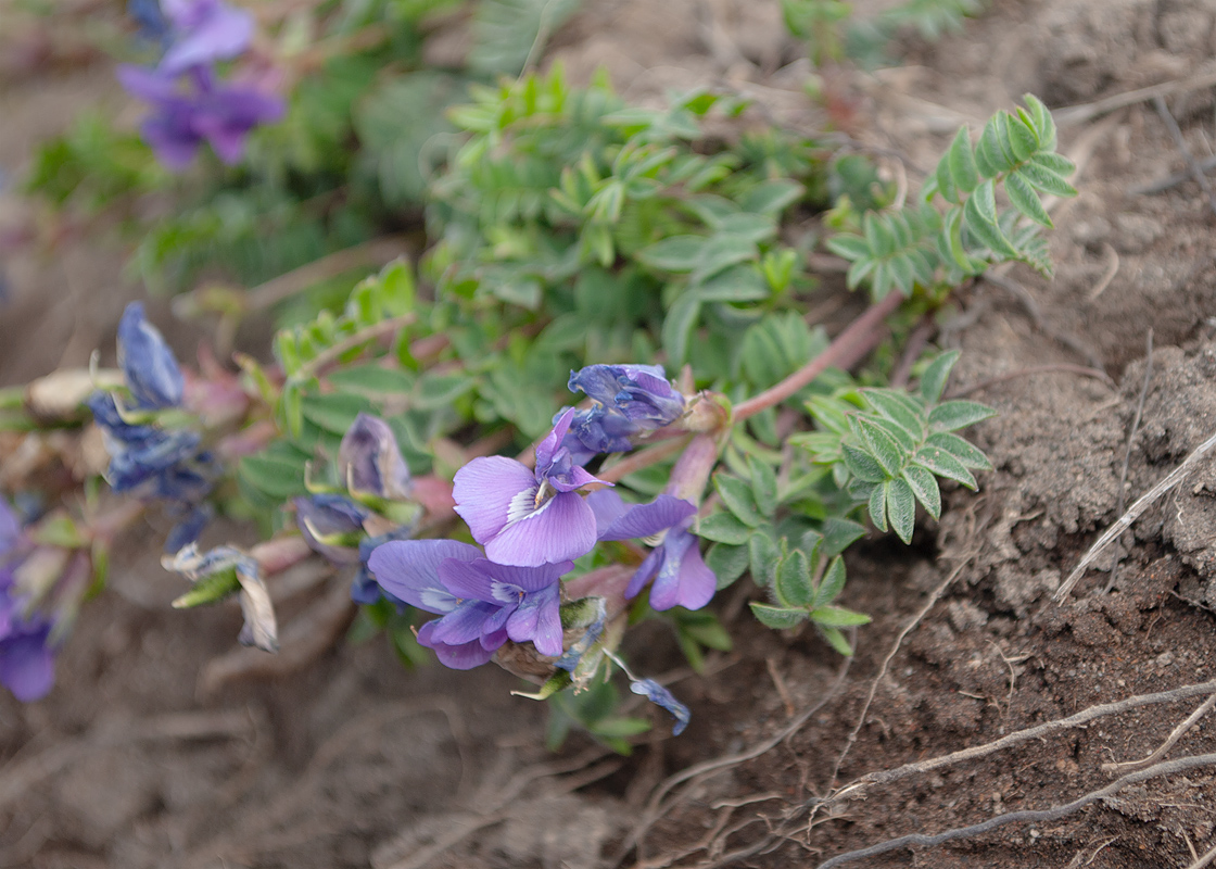 Image of Oxytropis revoluta specimen.