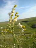 Crambe koktebelica. Часть соцветия. Крым, Керченский п-ов, Караларский РЛП. 29.05.2008.