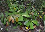 Microcos paniculata