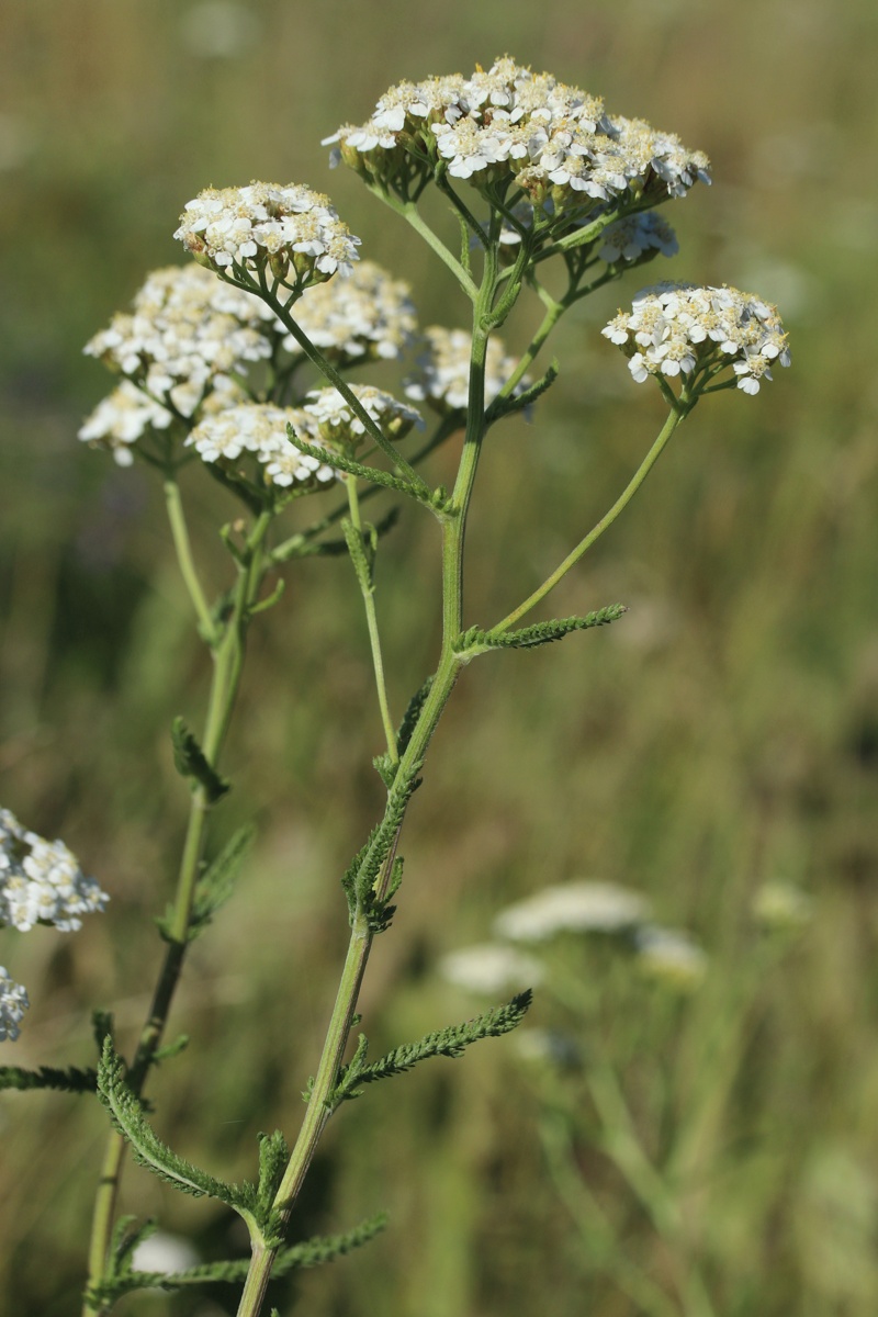 Image of Achillea millefolium specimen.