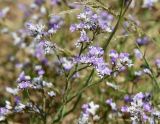 Limonium caspium