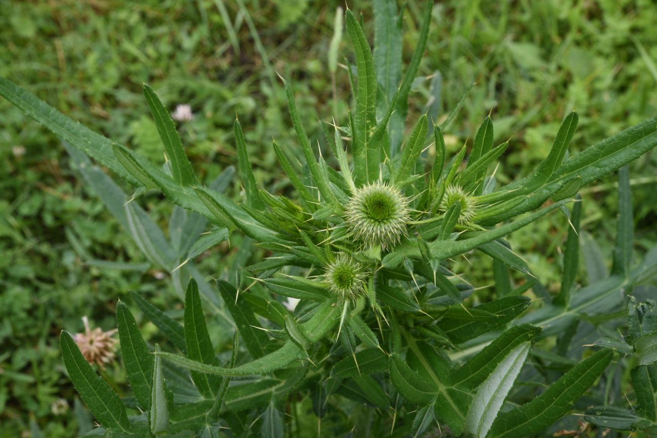 Image of genus Cirsium specimen.