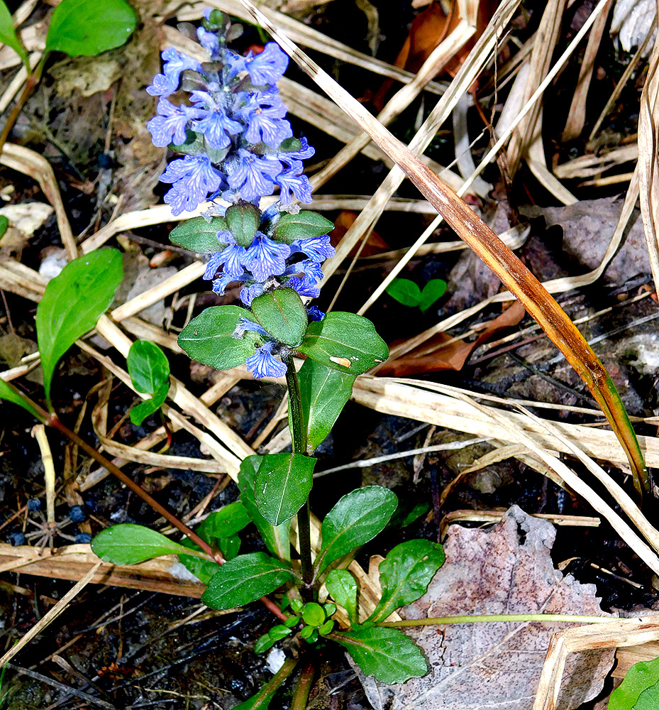 Изображение особи Ajuga reptans.