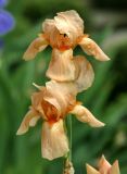 род Iris