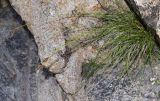 Carex litwinovii