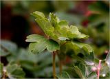 Aquilegia vulgaris
