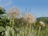 Tragopogon brevirostris