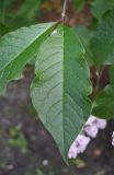 Syringa josikaea