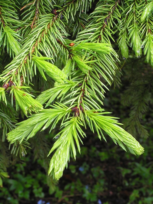 Изображение особи Picea koraiensis.