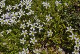 Minuartia imbricata. Цветущие растения. Карачаево-Черкесия, Домбай, гора Мусса-Ачитара, 2800 м н.у.м., на каменистом склоне. 09.07.2015.
