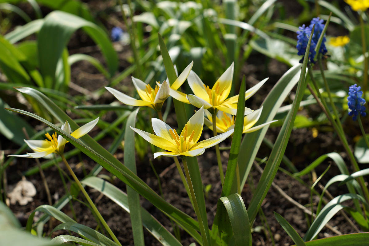 Изображение особи Tulipa tarda.