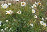 род Leucanthemum