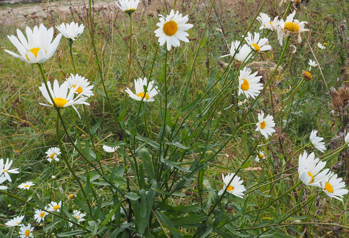 Image of genus Leucanthemum specimen.