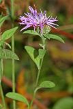 Centaurea salicifolia. Верхушка растения с соцветиями. Республика Абхазия, окр. г. Сухум, р. Гумиста. 26.08.2009.