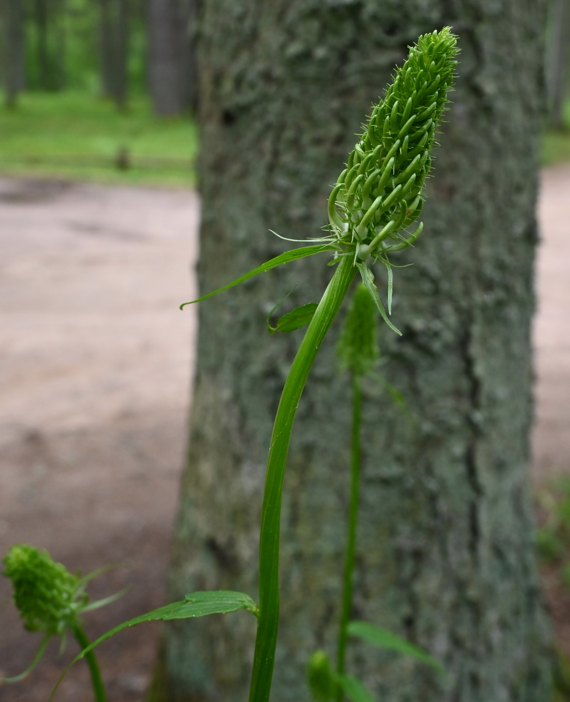 Изображение особи Phyteuma spicatum.