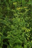 Bupleurum longiradiatum