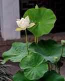 Nelumbo nucifera. Верхушка цветущего и плодоносящего растения. Китай, пров. Цзянсу, г. Сучжоу, в культуре. 27.05.2025.
