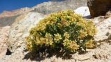 Arnebia tibetana