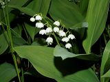 Convallaria majalis