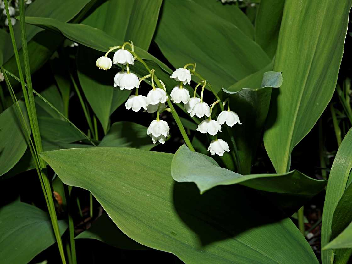 Image of Convallaria majalis specimen.