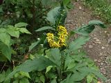 genus Senecio. Верхушка цветущего растения. Хабаровский край, окр. г. Комсомольск-на-Амуре, лиственный лес, обочина грунтовой дороги. 09.08.2025.