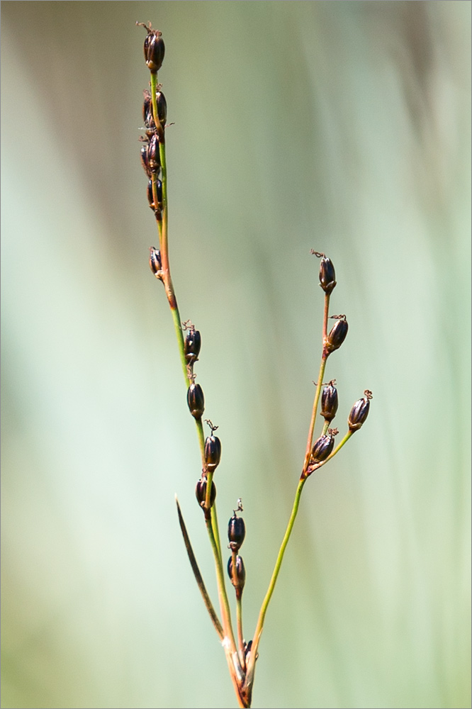 Изображение особи Juncus atrofuscus.