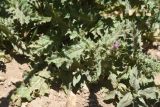 Carduus arabicus
