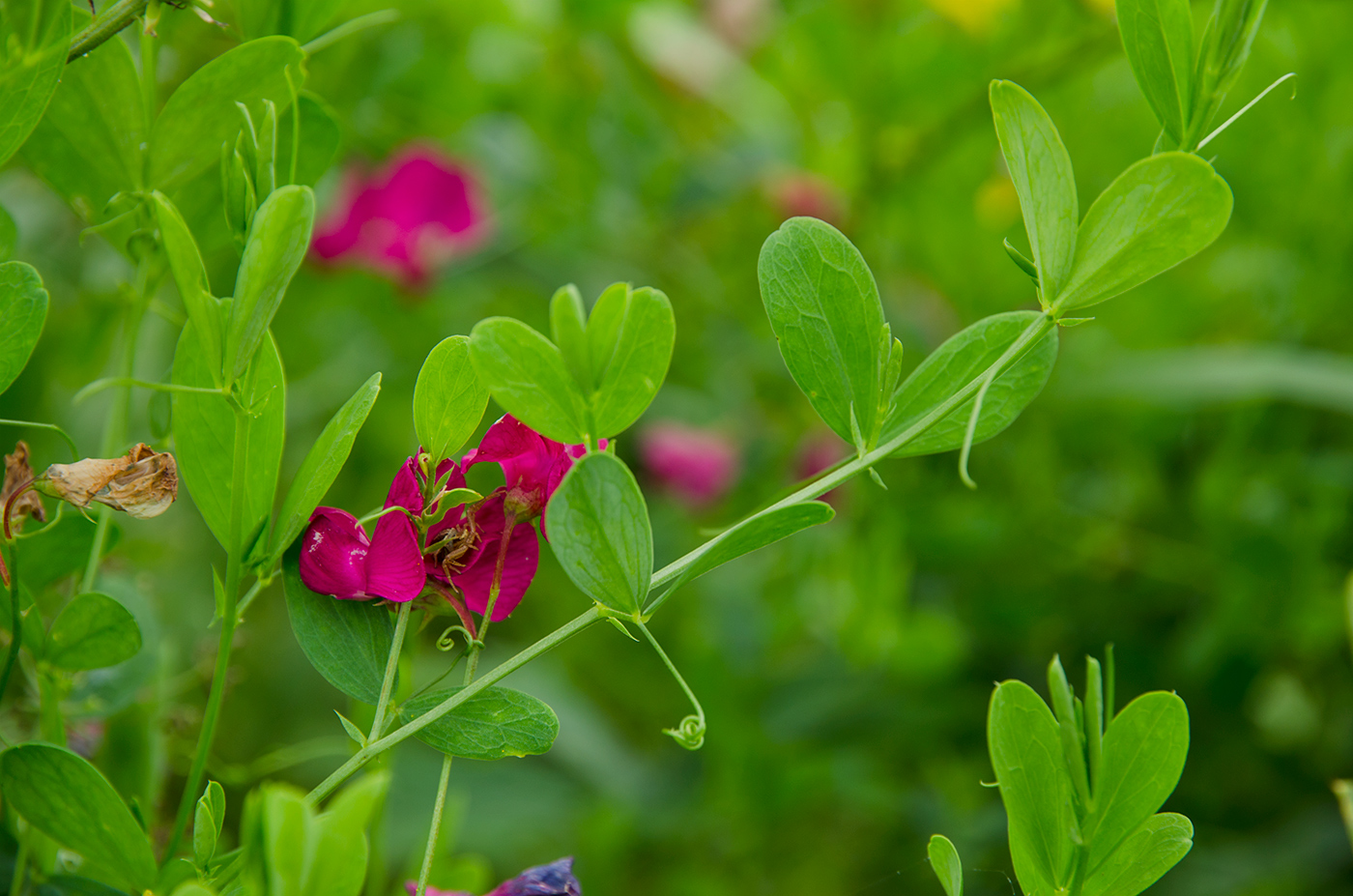 Изображение особи Lathyrus tuberosus.