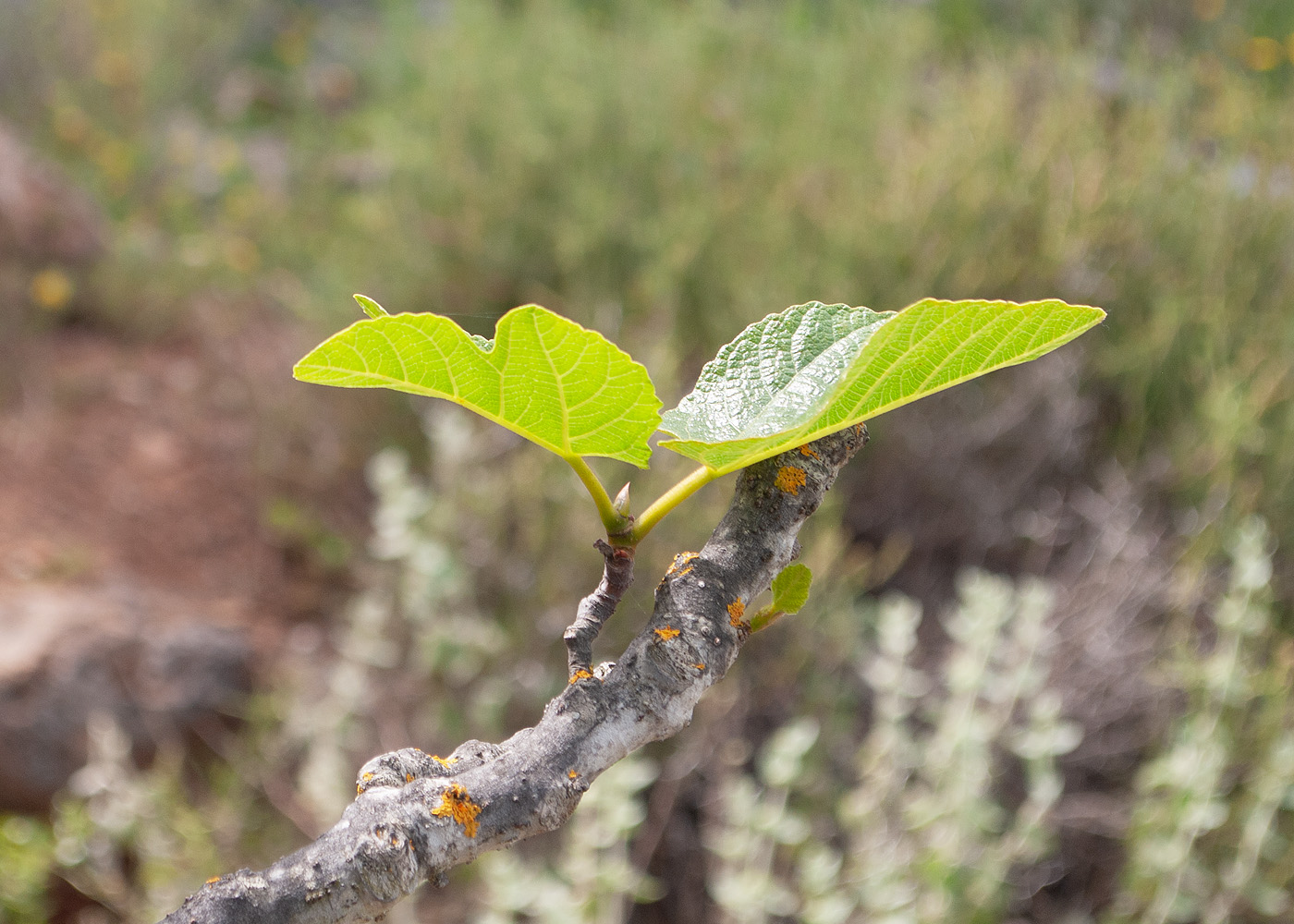 Image of Ficus carica specimen.