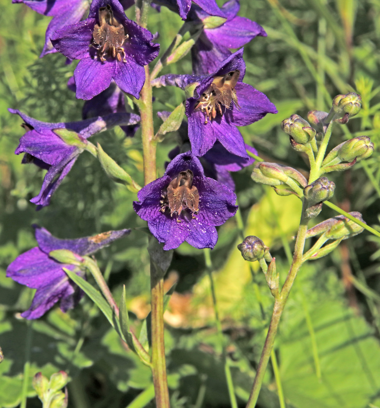 Image of Delphinium cuneatum specimen.