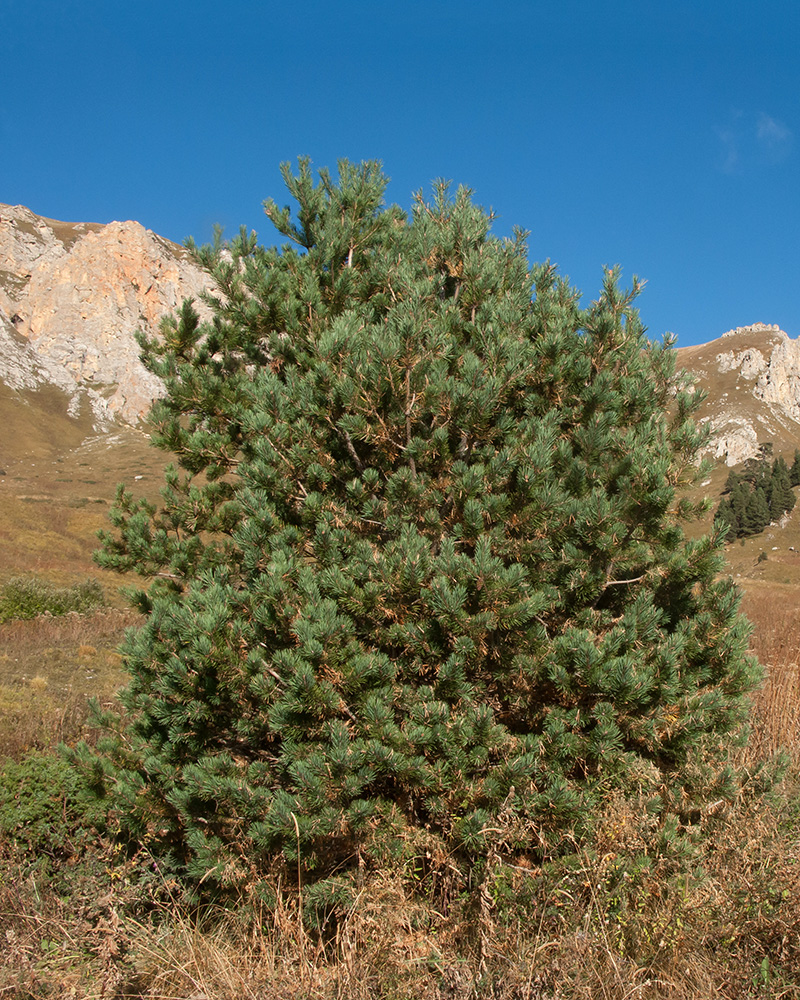 Image of Pinus sylvestris ssp. hamata specimen.