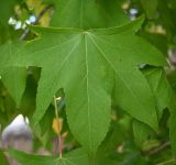 Liquidambar styraciflua