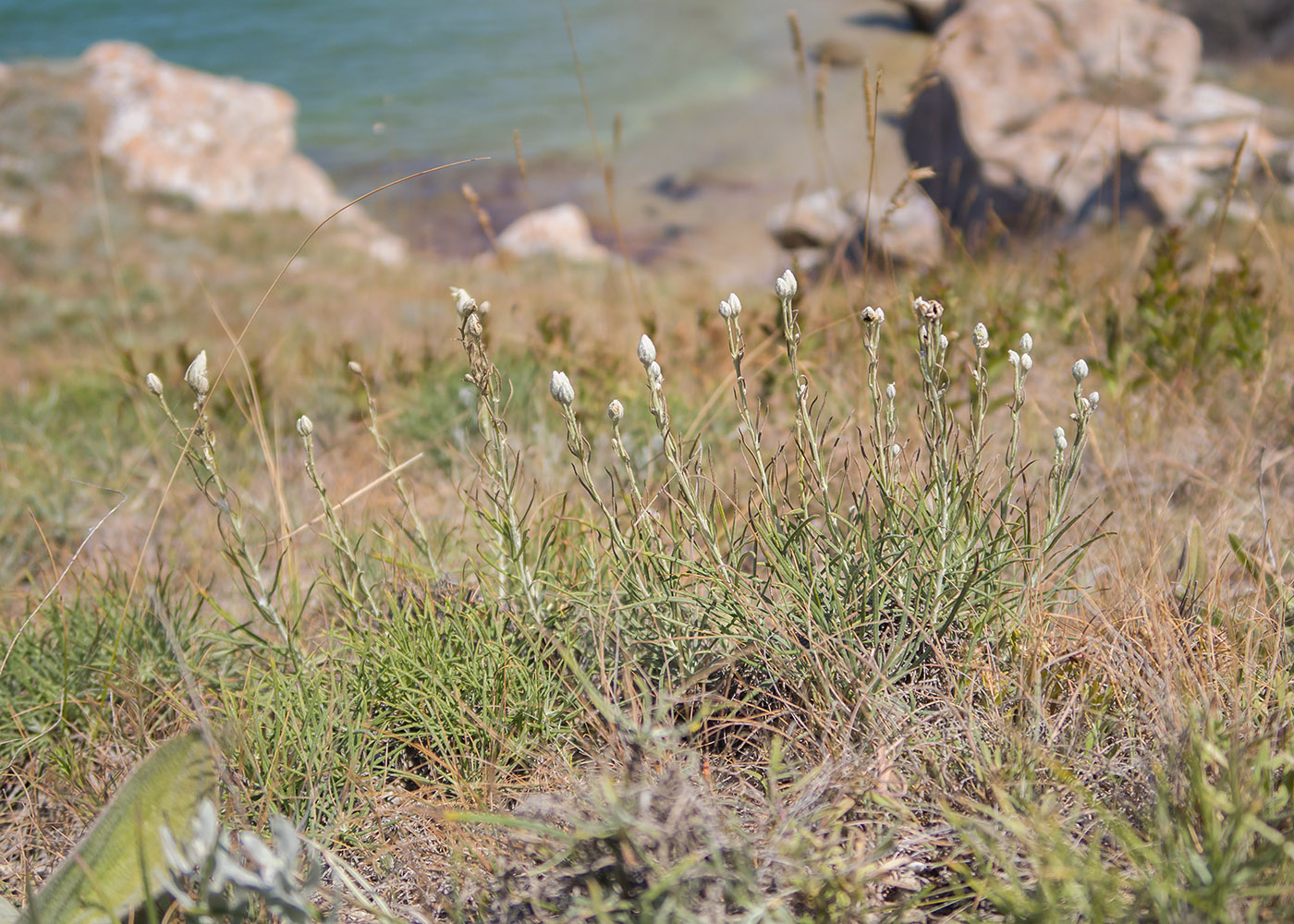 Image of Jurinea stoechadifolia specimen.
