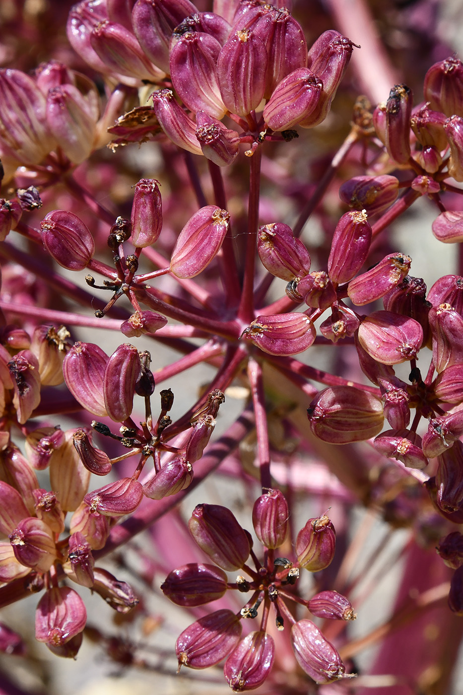 Изображение особи Ferula iliensis.